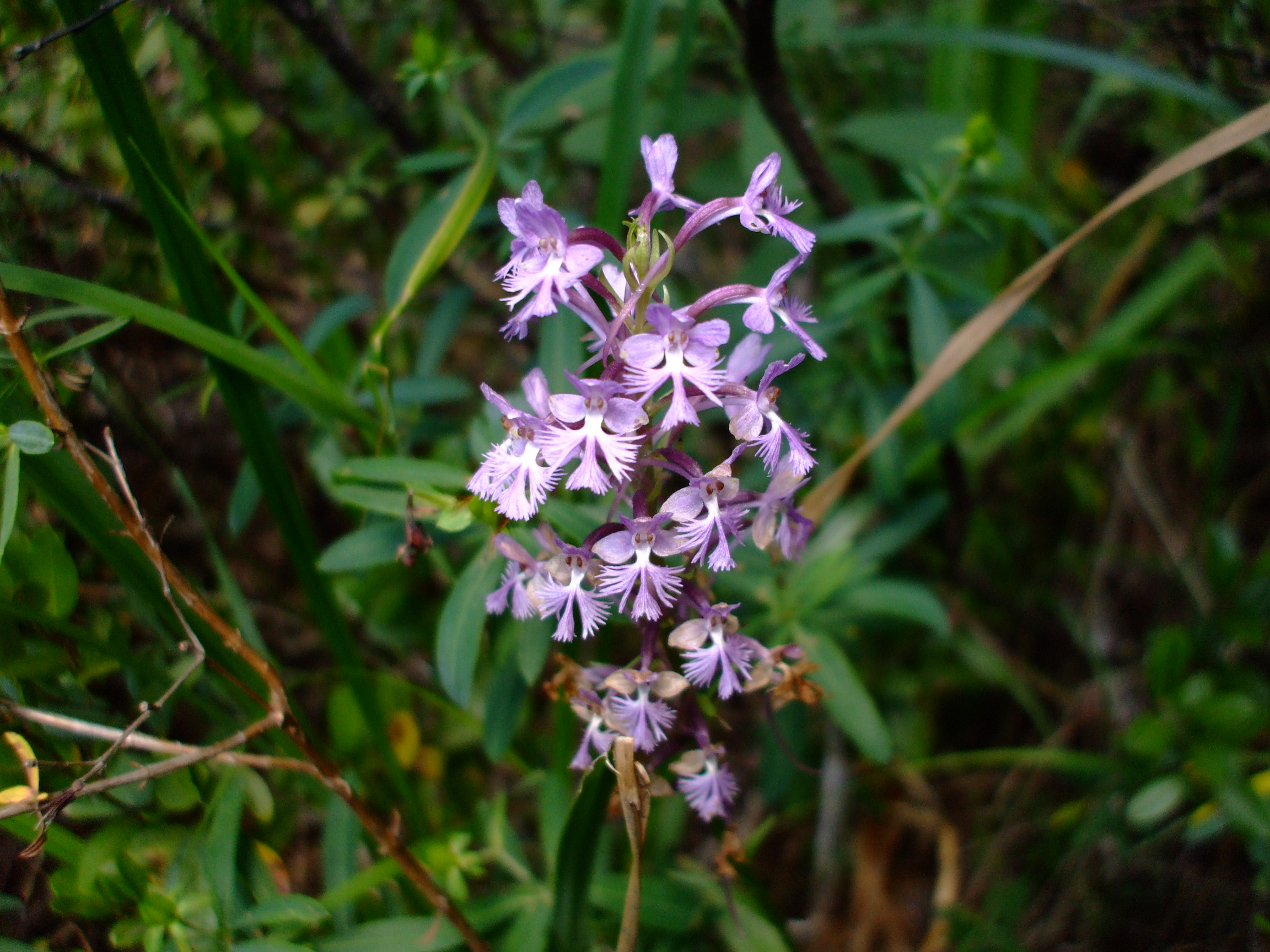 Platanthera psycodes